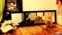 Compil de chiots découvrant leurs reflets dans les miroirs