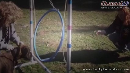 Animals never fail to make us laugh - Super funny animal compilation