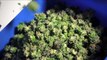 Greenhouses - Growing Marijuana Greenhouses - Greenhouse Weed Growing - 20