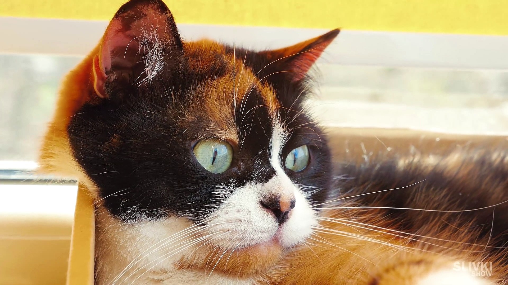 ⁣7 ЛАЙФХАКОВ КОТОРЫЕ УПРОСТЯТ ЖИЗНЬ КОТА!