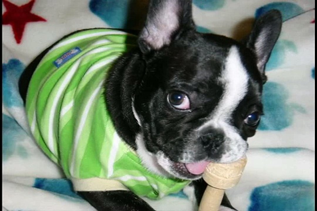 犬と私の１０の約束！