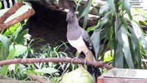 新竹綠世界的白腹僧帽鳥（2013-05-27）