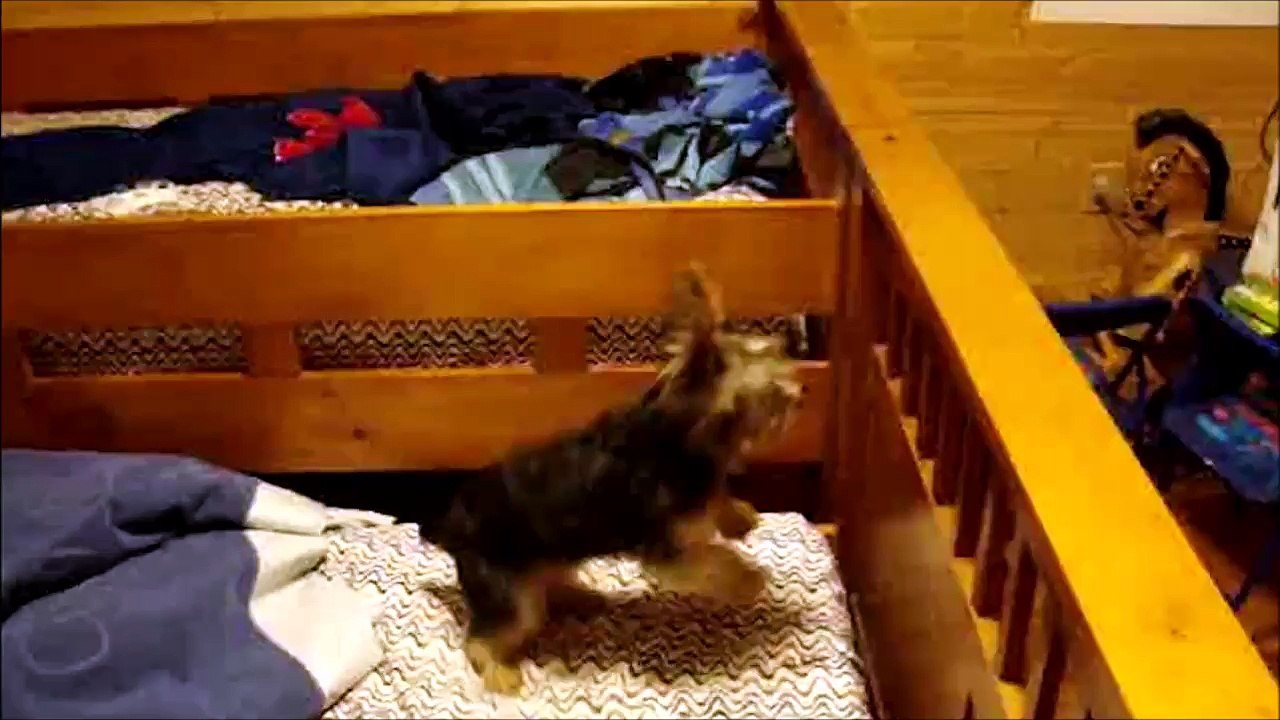 Ce chien devient fou et saute de lit en lit