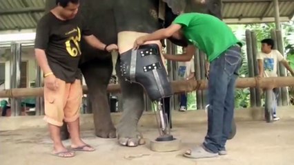 Cet éléphant peut à nouveau marcher grace à une prothèse