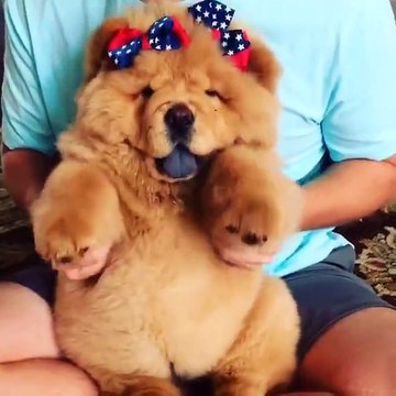 Il fait danser son gros chien et c'est juste adorable