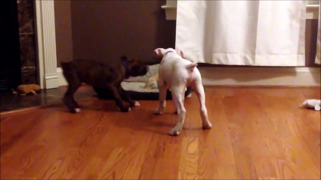 2 jeunes chiens veulent récuperer leur panier... 2 contre 1