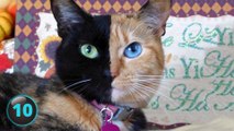 11 Cats You Won’t Believe Actually Exist!