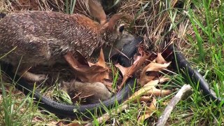 When rabbits are snakes attack her dose to mother rabbit rescue
