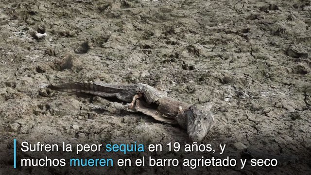 Caimanes buscan sobrevivir a mayor sequía en 19 años en el Chaco