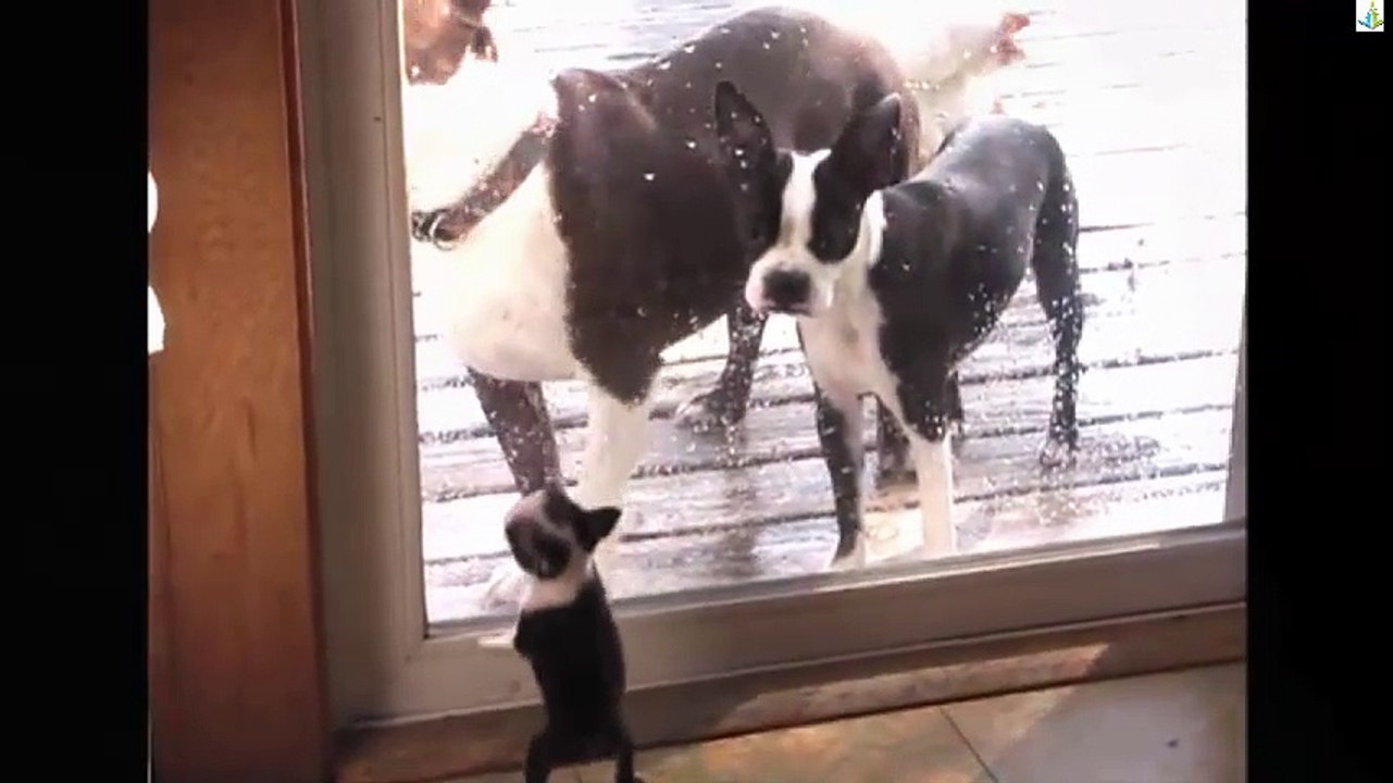 Pitbull - puppy barks at parents Compilation 2016