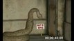 Giant Python eaten whole woman Live Snake eating girl
