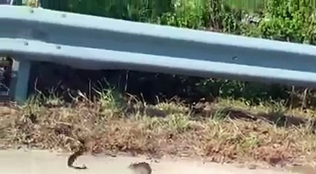 Mamma Topo Si Scaglia Contro Un Serpente: Ciò Che Avviene Va Oltre Le Leggi Della Natura!