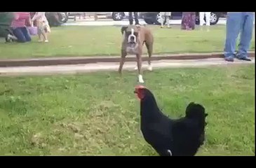 Is murghe ne to kutte ki b dor lagva di dekhen zara