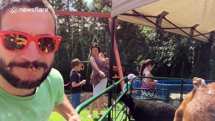 Mouth-to-mouth feeding a goat