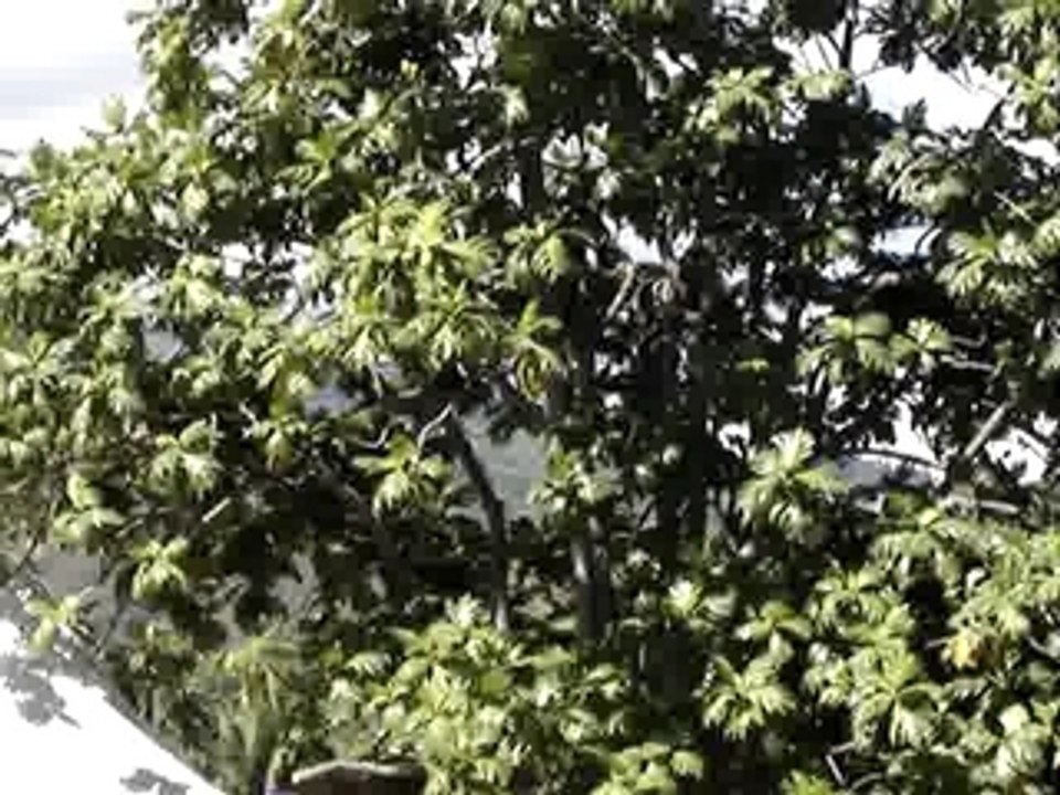 Heiva i Tahiti : lancer de javelot