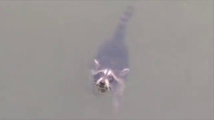 sauver un raton laveur de la noyade