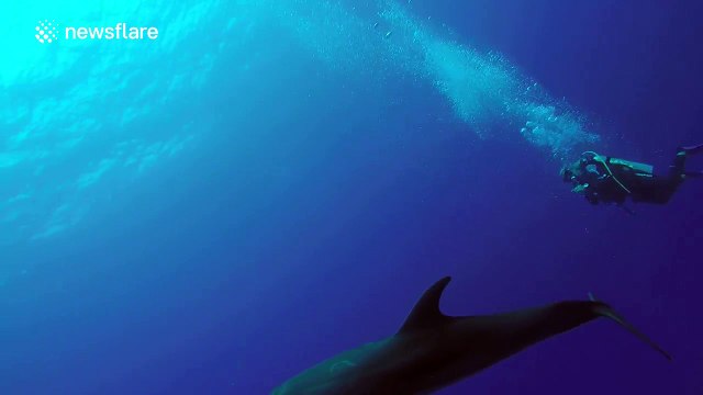 Diving with playful dolphins in French Polynesia