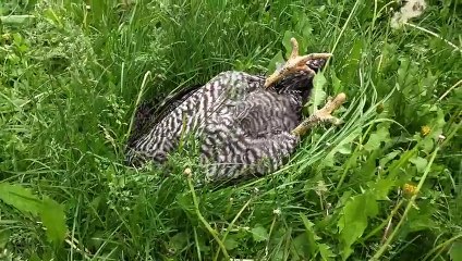 I caught my chicken sleeping on the job