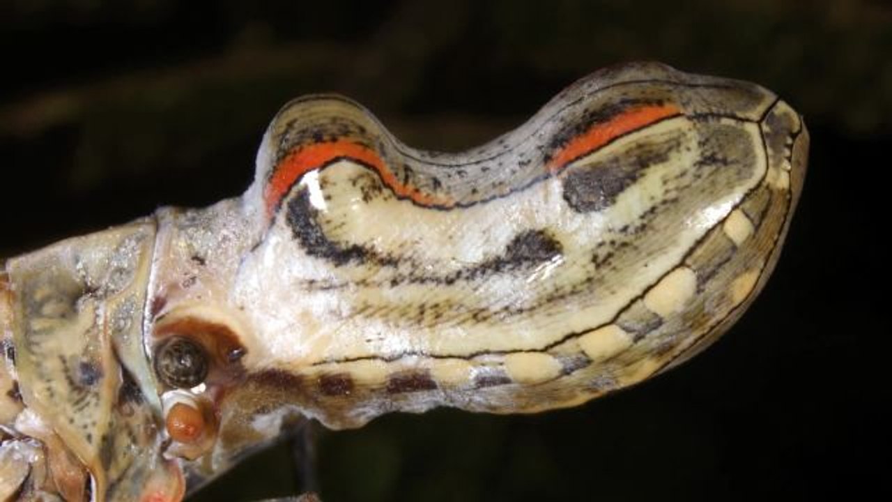 Absurd Creatures | The Oddly Shaped Peanut Bug Is Sick of Getting Beat Up, Guys