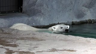 2011年5月29日　旭山動物園　ホッキョクグマ　ピリカのプール２