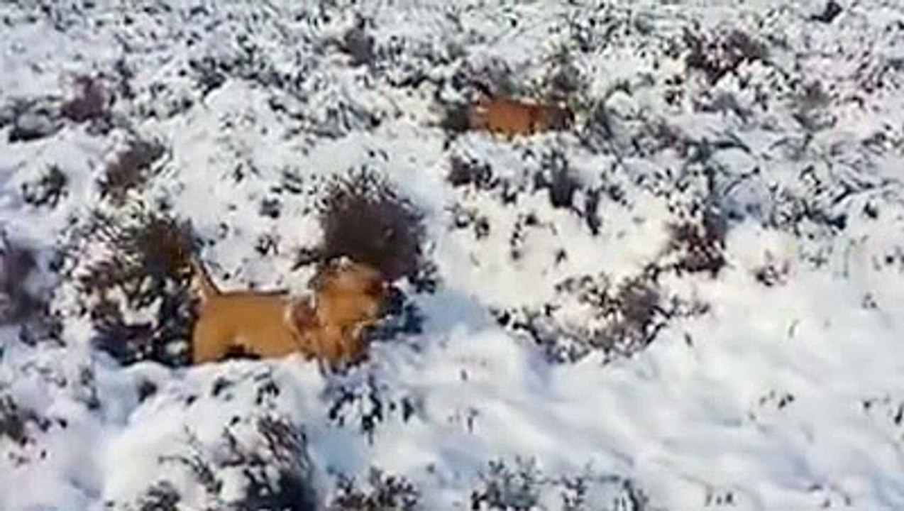 Bandit Bulls Bootcamp. ❄️ Snow fun!!   10-2-2013