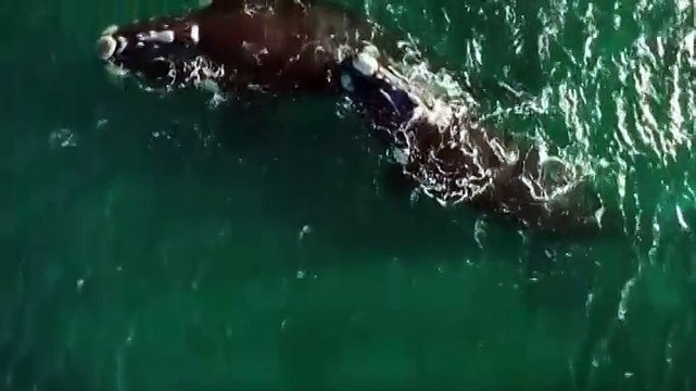 Les baleines franches australes sont de retour en Argentine