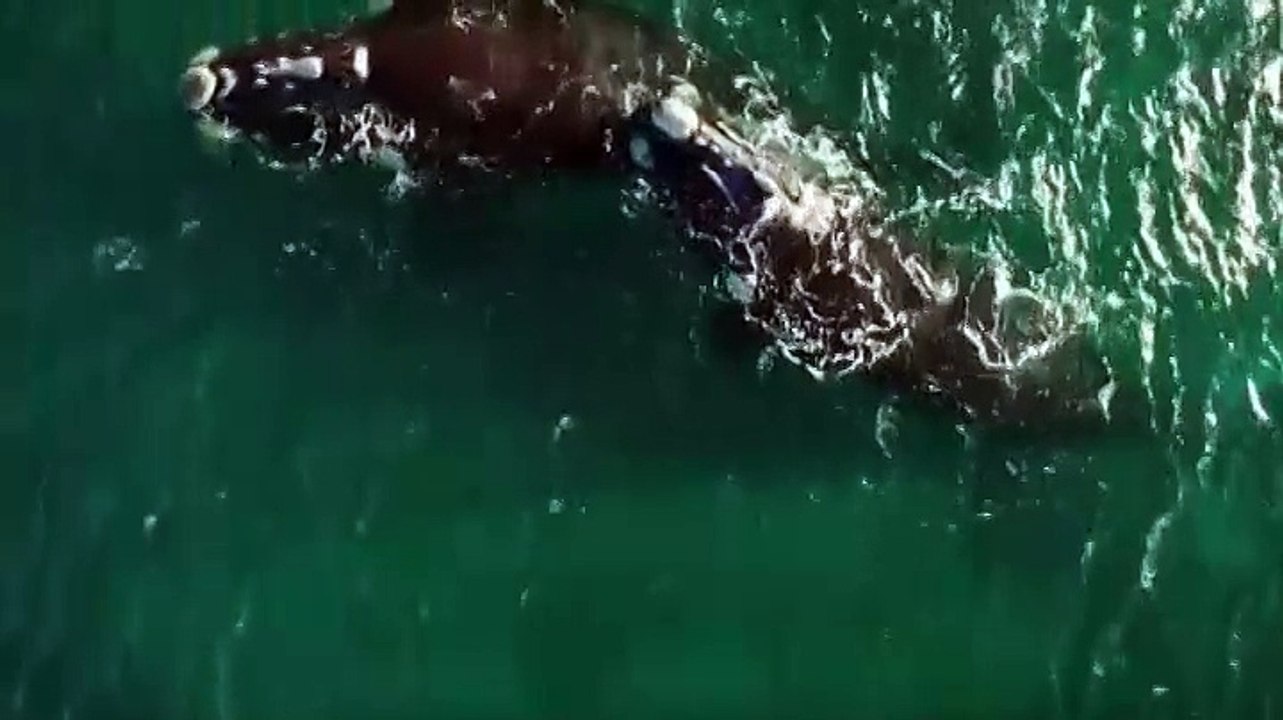 Les baleines franches australes sont de retour en Argentine