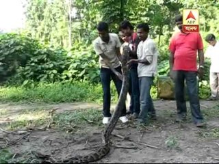 About 15 feet long Python recovered at a tea garden in Haldibari