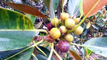 Ficus Gigant - Top 10 Bonsai - Ficus rubiginosa  HD 12