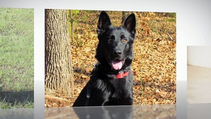 Personal Protection Dogs For Sale