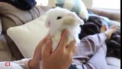 Gentle please i'm Moon Rabbit