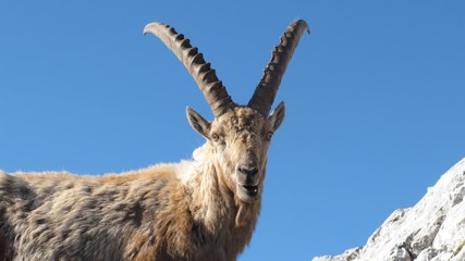 สารคดี ท่องโลกกว้าง 23 พฤษภาคม 2559 HD เองกาดีน...ขุมทรัพย์แห่งสวิตเซอร์แลนด์