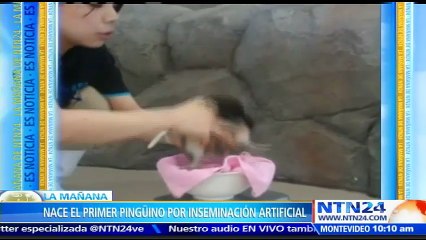 ¡Avance científico! Nace en Japón el primer pingüino concebido mediante inseminación artificial