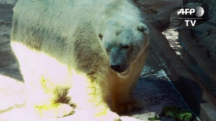 Morre o último urso polar em cativeiro na Argentina