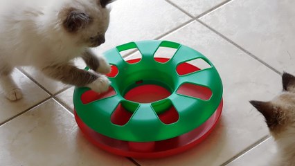 Jeu fabuleux pour chatons !