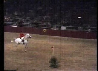 Horse Breaking A World Record By Jumping Over 7 And A Half Feet