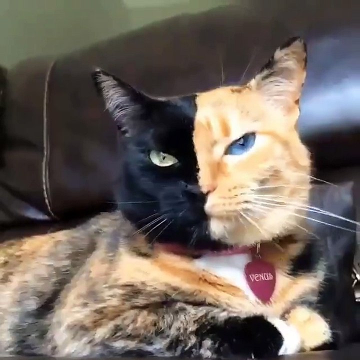Le chat hyper cool