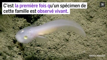 Un poisson translucide observé vivant pour la première fois dans les abysses