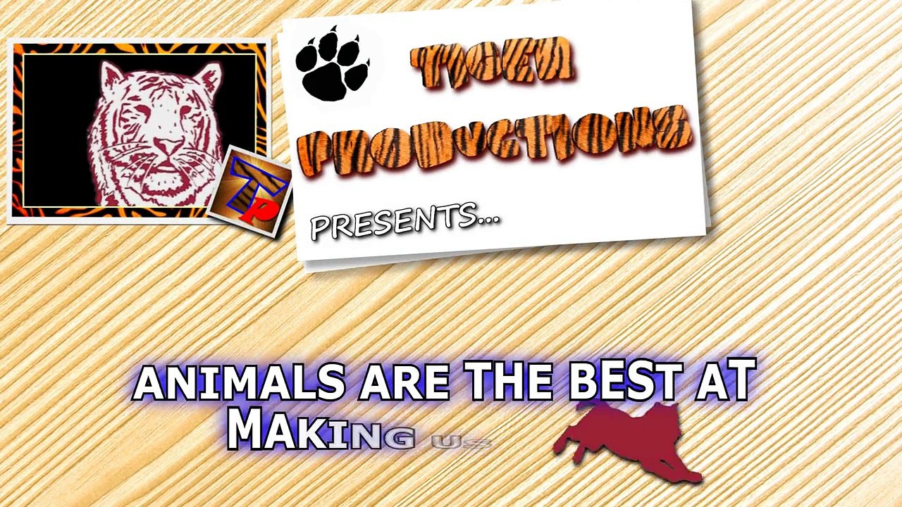 Funny video Animals are the best at making us laugh - Funny animal compilation