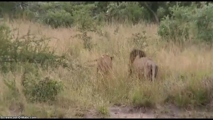 Lions AM Drive WildEarth 2/20/2015