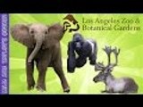 Gorilla, Hippos, Elephants and Reindeers at LA Zoo | Liam and Taylor's Corner