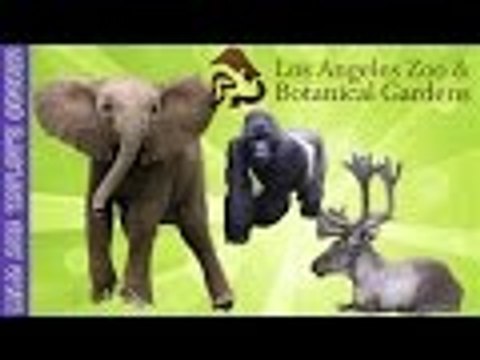 Gorilla, Hippos, Elephants and Reindeers at LA Zoo | Liam and Taylor's Corner