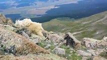 Mountain Goats -Mt Massive, Quandary Peak 8/5/15
