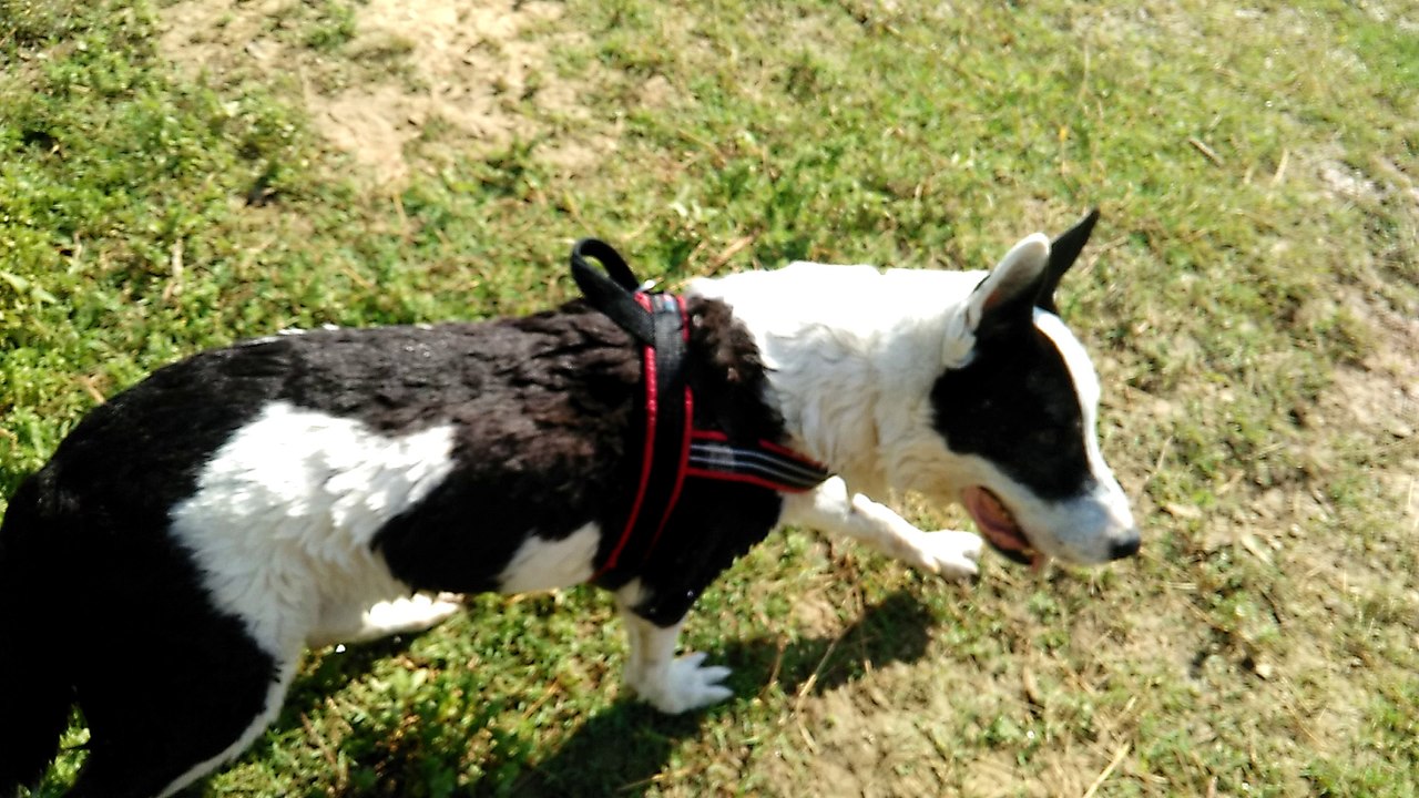 Bulbanageur2