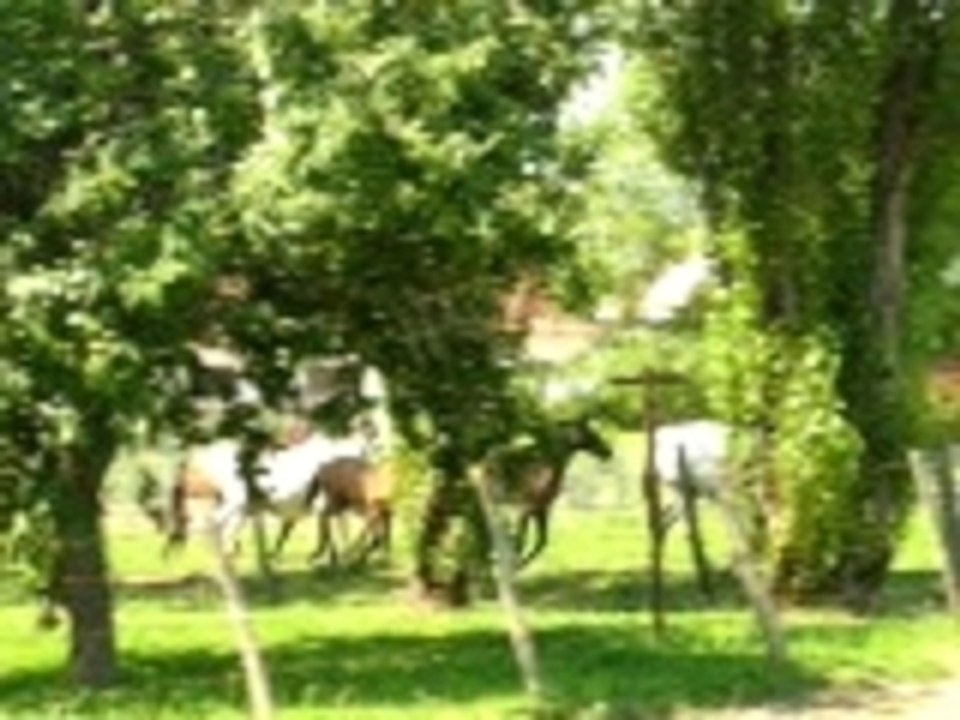 troupeau à la ferme de Flagny