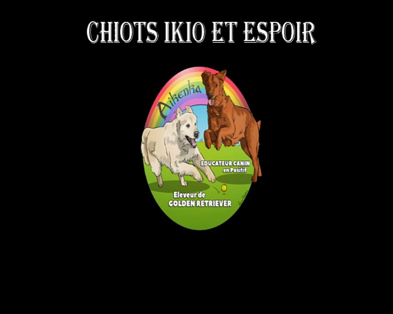 Chiots Golden retriever 18 jours