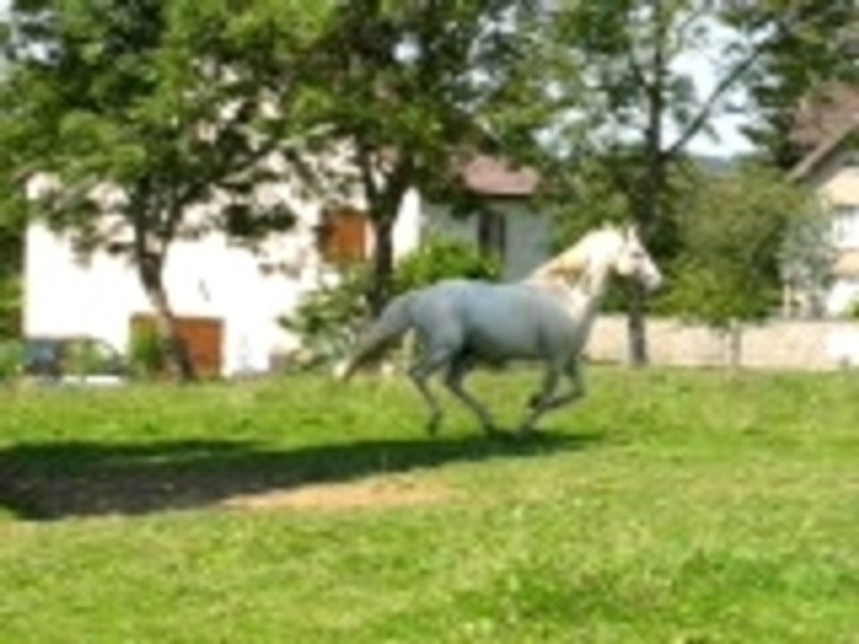 Gobernante au galop