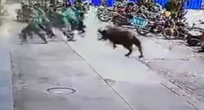 Un taureau blesse plusieurs personnes en Chine