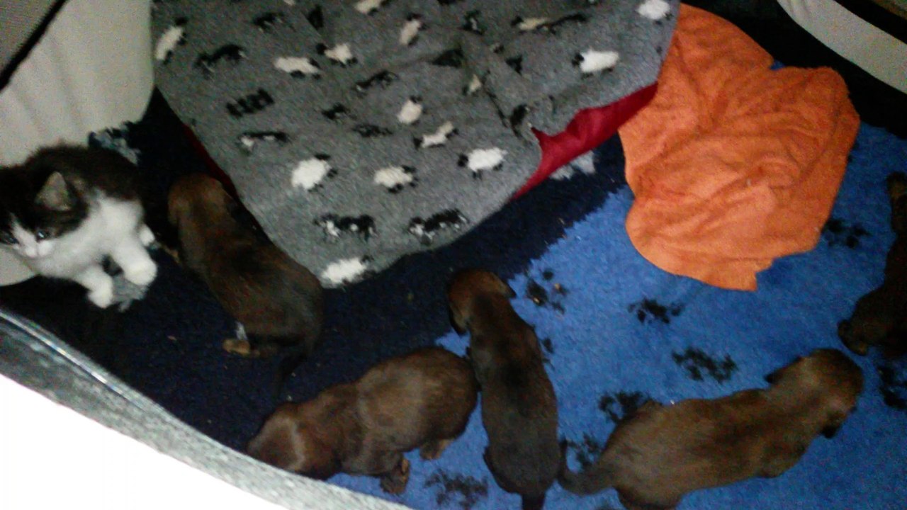 Magellan, mon chaton NFO et les Mômes mes chiots teckels poils longs