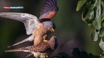 Salvato ad Andria un bellissimo esemplare di Falco Grillaio